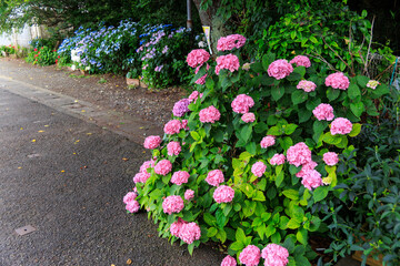 駐車場に生えている美しい紫陽花。

日本国神奈川県三浦市荒井浜。
2024年6月撮影。
Beautiful hydrangea growing in the parking lot.
