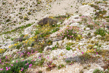 Fleurs de méditerranée