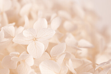 Hortensia blooming white beige fragile fresh flowers romantic floral wallpaper macro