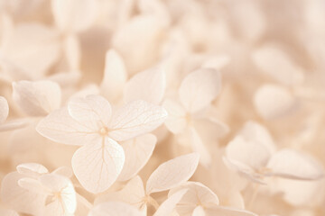 Hortensia blooming white beige fresh flowers romantic wallpaper macro