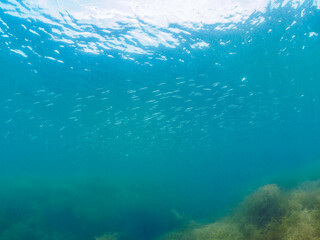 ホンダワラの森に集まる、美しいウルメイワシ（ウルメイワシ科）他の群れ。

日本国神奈川県三浦市荒井浜。
2024年6月撮影。

A school of beautiful Round herring (Etrumeus micropus) and other juvenile fish in a Seaweed Forest (Sargassum fulvellum).
