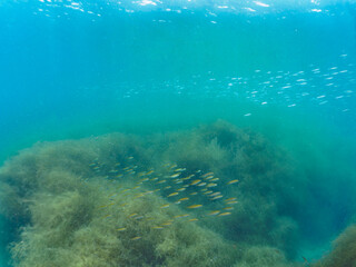 Obraz premium ホンダワラの森に集まる、美しいウルメイワシ（ウルメイワシ科）とマアジ（アジ科）他の群れ。日本国神奈川県三浦市荒井浜。 2024年6月撮影。A school of beautiful Round herring (Etrumeus micropus), Horse Mackerel (Trachurus japonicus) and other juvenile fish 
