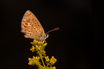 Macro shots, Beautiful nature scene. Closeup beautiful butterfly sitting on the flower in a summer garden.

