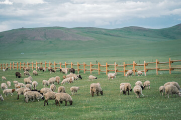 Fototapeta premium Sheep Grazing Near Wooden Fence