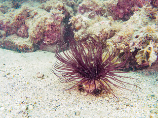 美しいスナイソギンチャク（ウメボシイソギンチャク科）。

日本国神奈川県三浦市荒井浜。
2024年6月撮影。

Beautiful Sand Sea Anemone (Dofleinia armata) .
