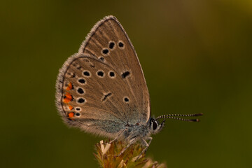 Obraz premium Macro shots, Beautiful nature scene. Closeup beautiful butterfly sitting on the flower in a summer garden.