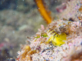 可愛いナベカ（イソギンポ科）の幼魚。

日本国神奈川県三浦市荒井浜。
2024年6月撮影。

Lovely juvenile Elegant Blenny (Omobranchus elegans) and others.
