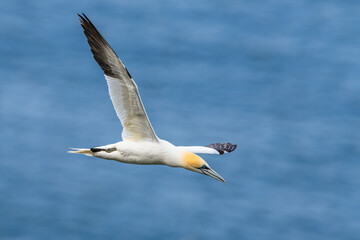 Obraz premium Northern Gannet, Morus bassanus, birds in flight over cliffs, Bempton Cliffs, North Yorkshire, England