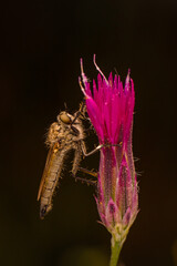 Macro shot of a robber fly in the garden