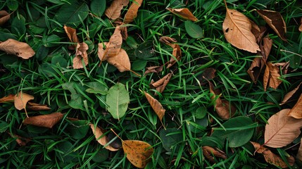 Texture background of green grass with dry leaves