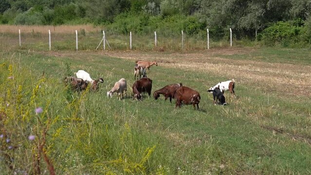 herd of goats grazing on pasture
