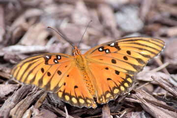 A macro shot of an orange and black monarch butterfly with its wings spread wide.