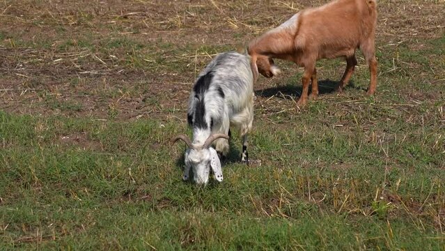 two goats grazing in the pasture, close up