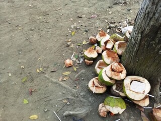 some empty coconuts near the tree