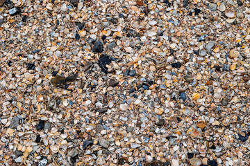 3D background made from various colourful, partially broken seashells
