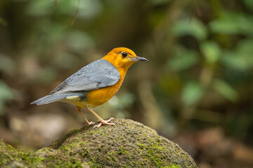 Orange-headed Thrush perched on a rock in the forest
