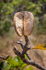 Brazilian Fruit
This fruit it is a typical from brazilian region.