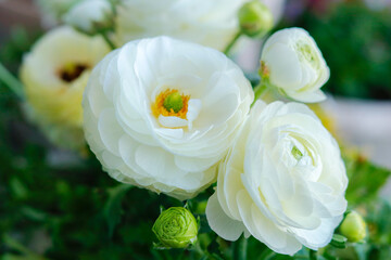 花（ラナンキュラス）