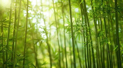 A peaceful bamboo grove with towering green stalks swaying in the breeze. 