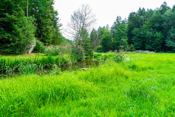 Hiking Big Ohe Stream near Castle Ransberg in the bavarian Forests.