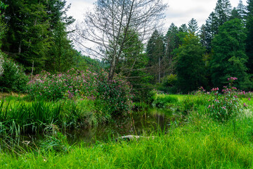 Hiking Big Ohe Stream near Castle Ransberg in the bavarian Forests.