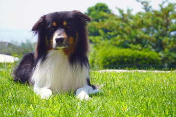 An adorable black tricolor Australian Shepard dog posing outdoor lying down on green grass
