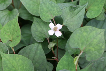 White flowers of chameleon plant