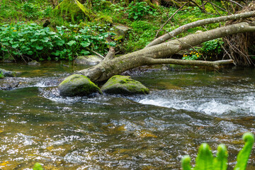 Hiking around Lalling in the Bavarian Forest, Ponds and Streams in this Area.