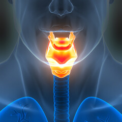 Human Respiratory System Larynx and Pharynx Anatomy