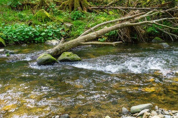 Hiking around Lalling in the Bavarian Forest, Ponds and Streams in this Area.