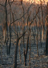 Obraz premium A haunting scene of a burnt forest with charred trees standing against a barren, scorched earth, capturing the aftermath of a wildfire.