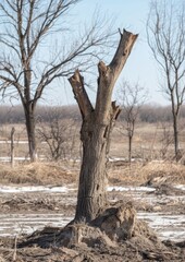 Dead tree stump standing in a barren landscape with sparse trees and dry ground. Suitable for rural and winter themes.