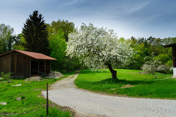 Cherry tree in bloom in spring during a hike in the Bavarian Forest