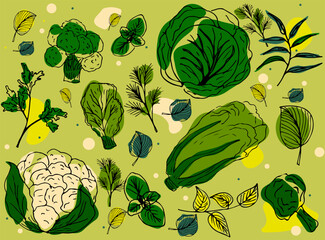 Sketch with individual elements, with cabbage and herbs. Summer vegetable harvest concept in green color. Vector illustration isolated on a light background.