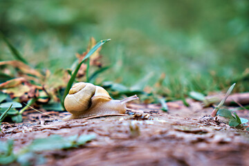 A snail crawls on the ground among the grass, blurred background, shallow depth of field. Selective...
