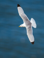 Black-legged Kittiwake, Rissa tridactyla, birds in flight over cliffs, Bempton Cliffs, North Yorkshire, England