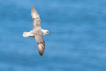 Northern Fulmar, Fulmarus glacialis, bird in flight over sea and cliffs, Bempton Cliffs, North Yorkshire, England