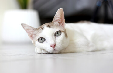 The cat lay on the floor in living room