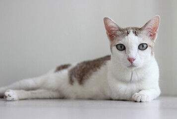 The cat lay on the floor in white living room