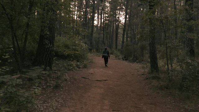 Camino al bosque profundo de pinos altos