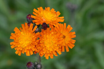 Closeup on the flowers of the Orange hawkweed wildflower, Hieracium aurantiacum in the garden