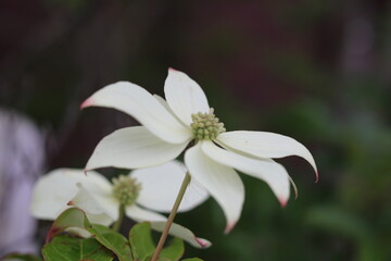 White Japanese Strawberry Tree flower