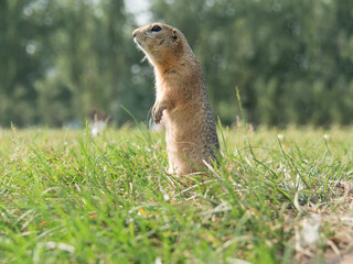 Prairie dog standing on its hind legs