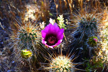 Flowering Hedge Hog cactus