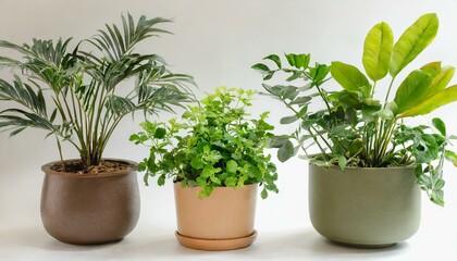Obraz premium Set 3 of Green plants in potted for interior decoration isolated on white background