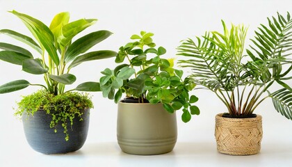Fototapeta premium Set 3 of Green plants in potted for interior decoration isolated on white background