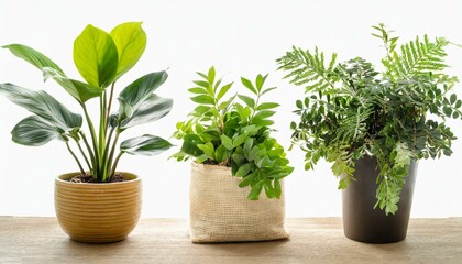 Fototapeta premium Set 3 of Green plants in potted for interior decoration isolated on white background