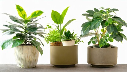Obraz premium Set 3 of Green plants in potted for interior decoration isolated on white background