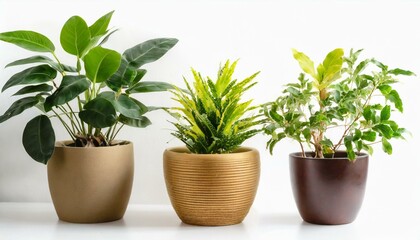 Fototapeta premium Set 3 of Green plants in potted for interior decoration isolated on white background