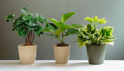 Fototapeta premium Set 3 of Green plants in potted for interior decoration isolated on white background